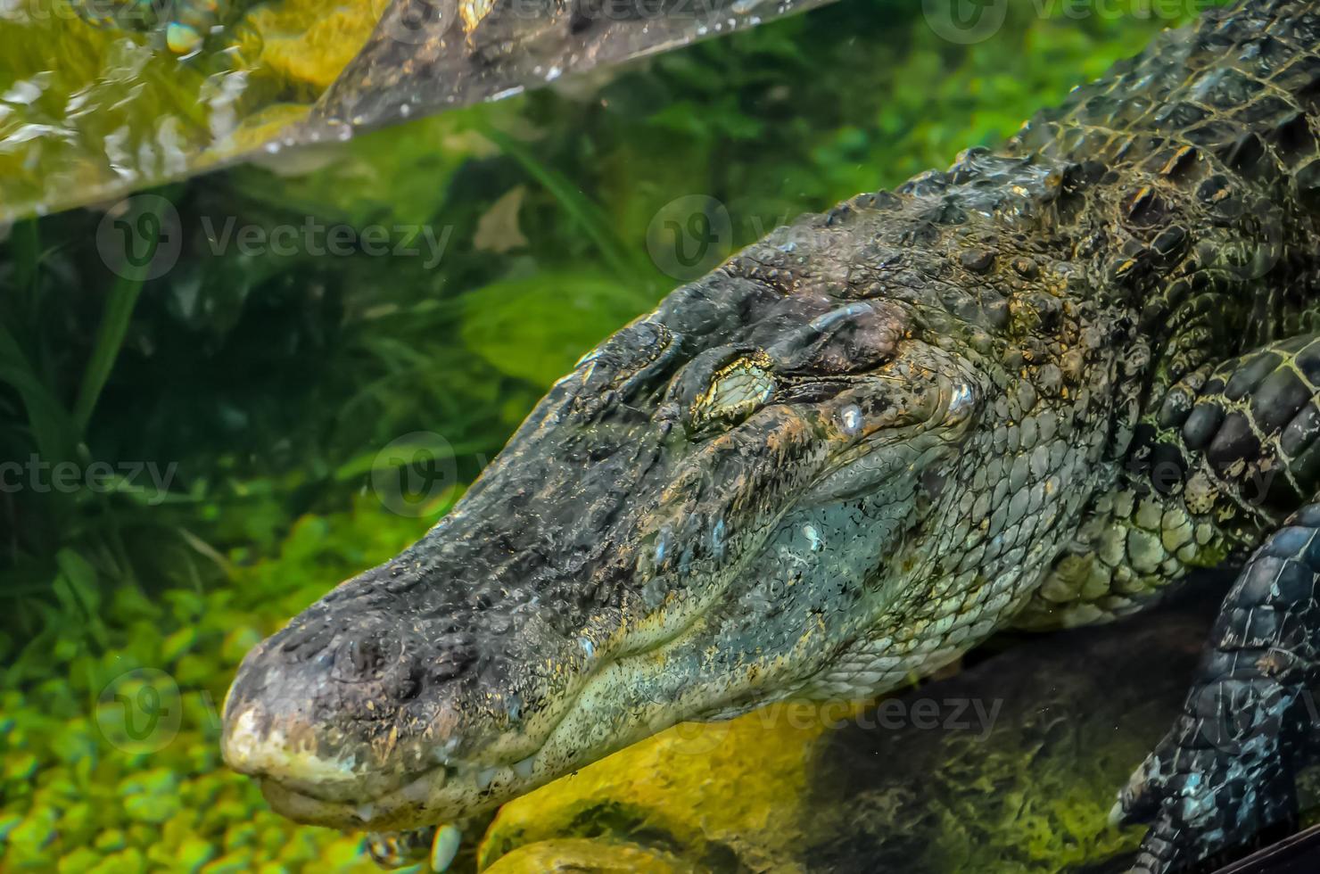 Crocodile in the water photo