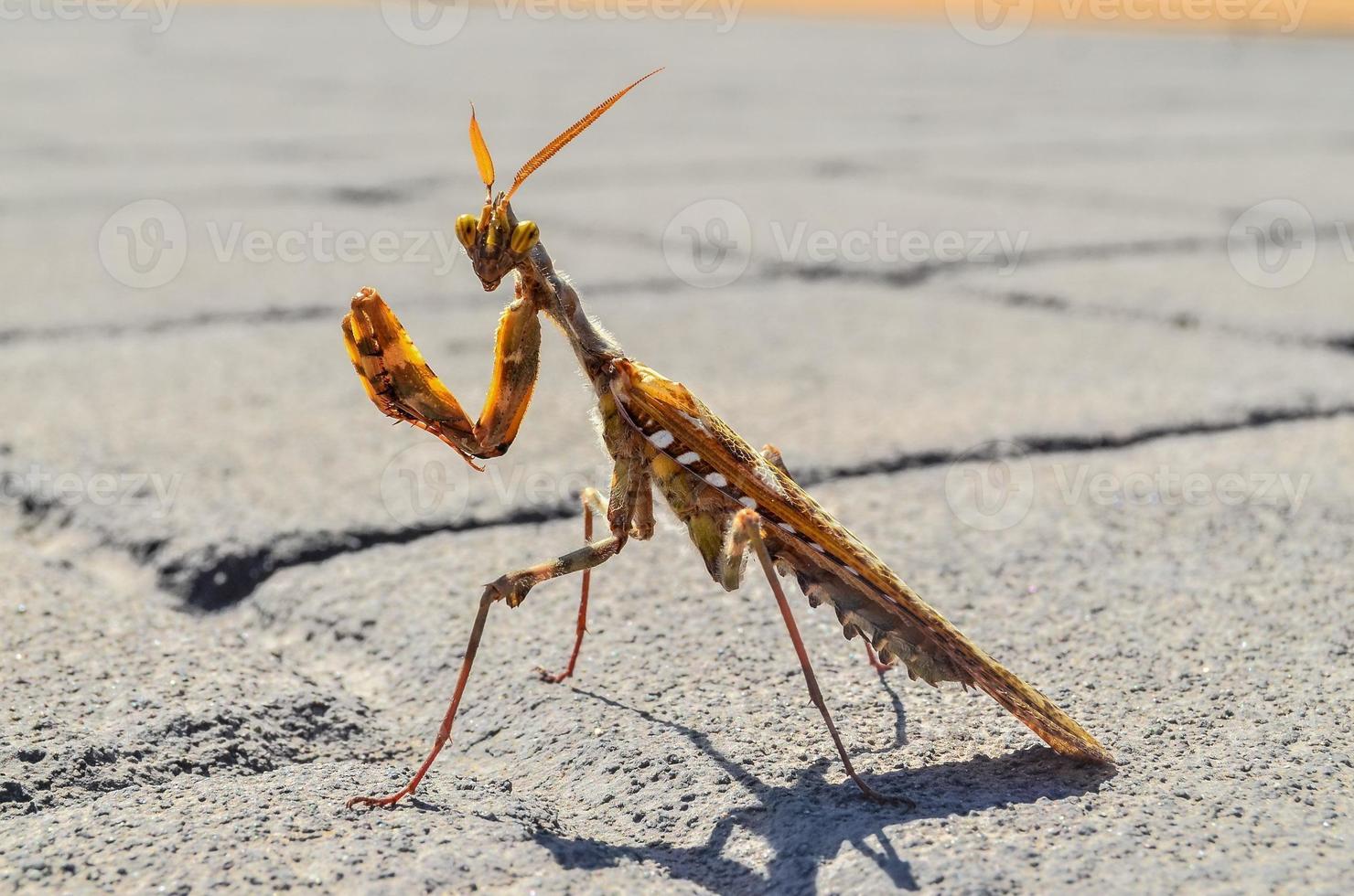 Mantis on the sidewalk photo