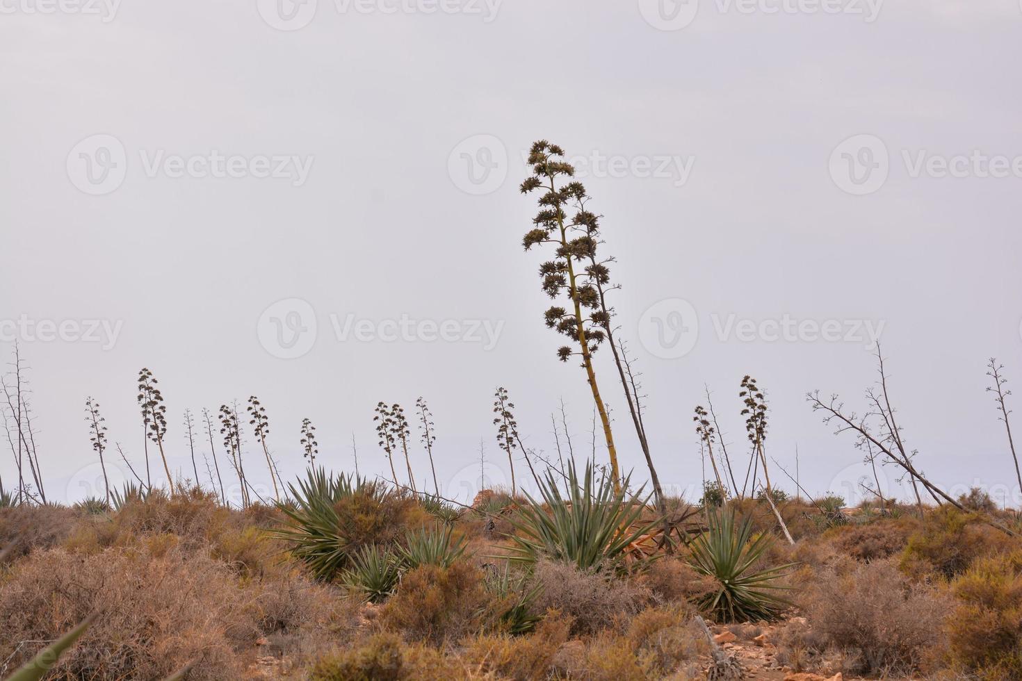 escénico rural paisaje foto