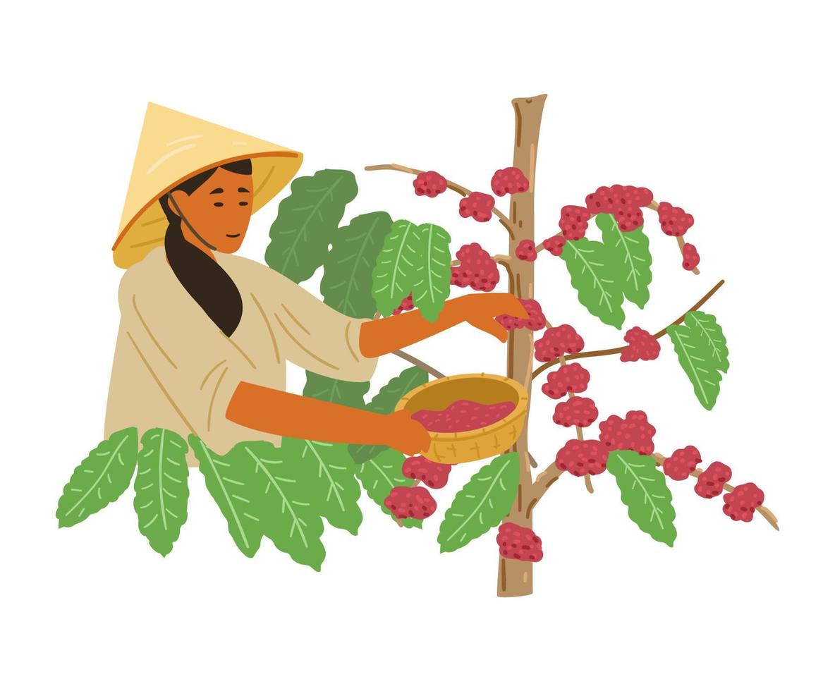 Asian Woman In Traditional Vietnamese Conical Straw Hat Harvesting Coffee Beans. Vietnam Coffee Plantation. Flat Vector Illustration.