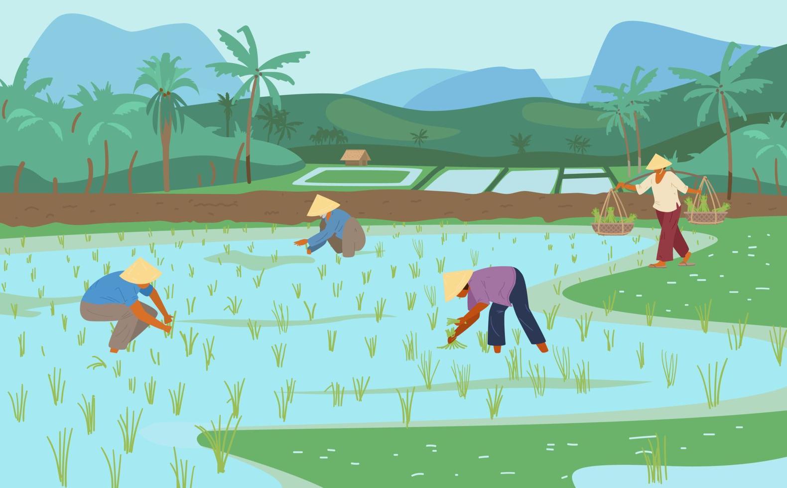 Asian Rice Fields With Workers In Conical Straw Hats. Traditional