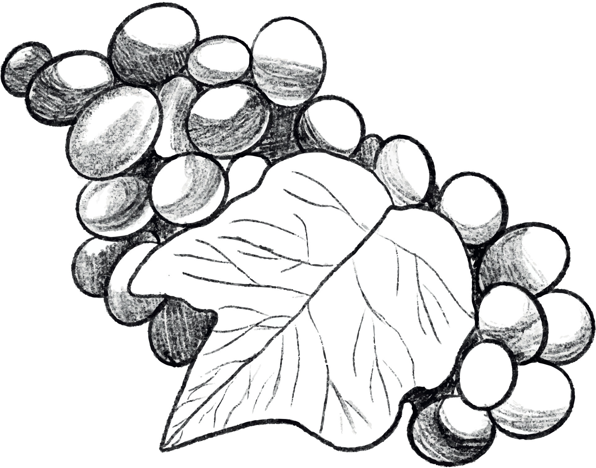Sketch of bunch grapes Stock Vector by vitasunny 64613529