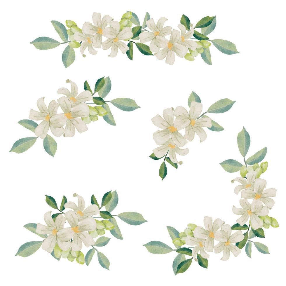 watercolor white murraya orange jasmine flower bouquet wreath frame vector