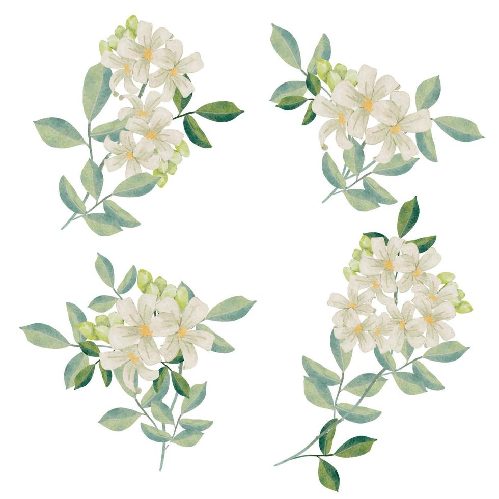 watercolor white murraya orange jasmine flower bouquet wreath frame vector