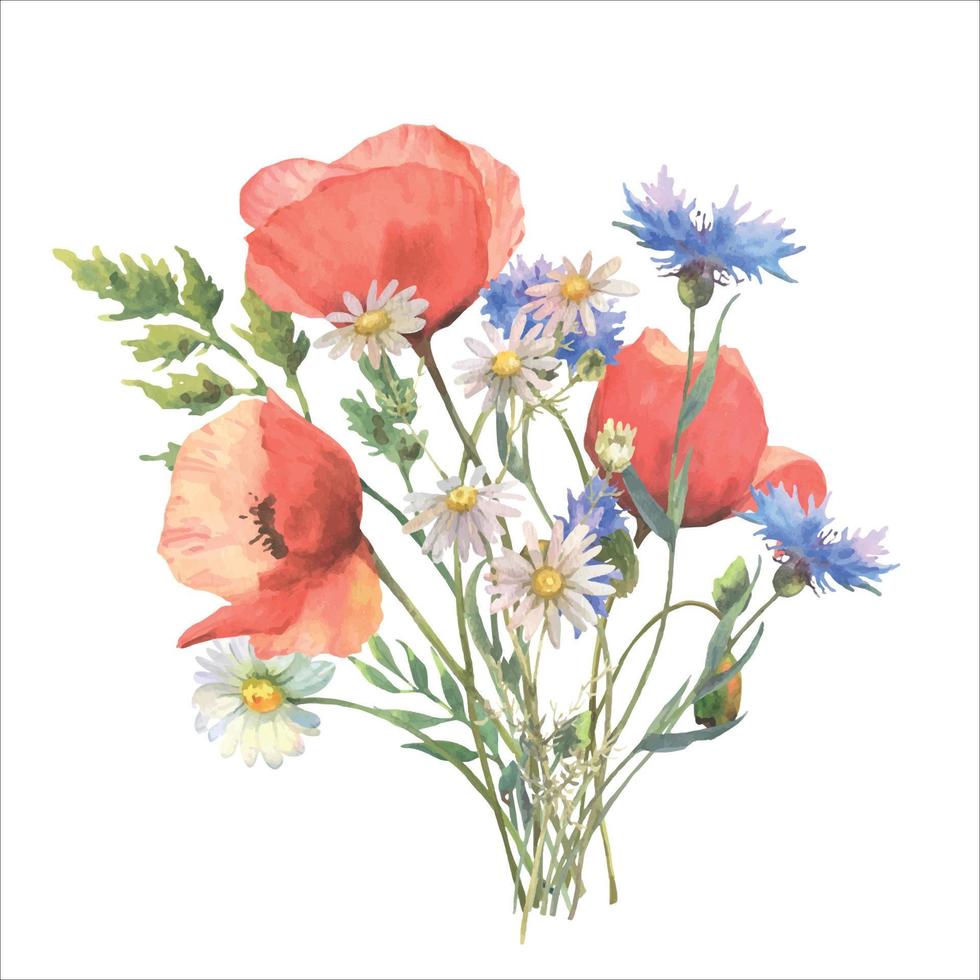 Watercolor wild flower bouquet, red poppies, Blue Cornflower herb and chamomile isolated on white background. Good for cosmetics, medicine, treating, aromatherapy, nursing, package design, postcards vector