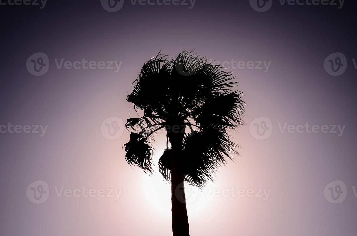 Palm trees at sunset photo