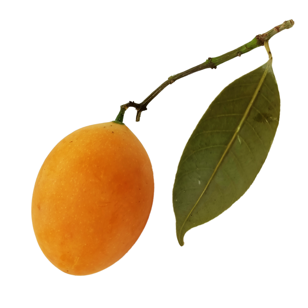 maprang fruit thailand png file