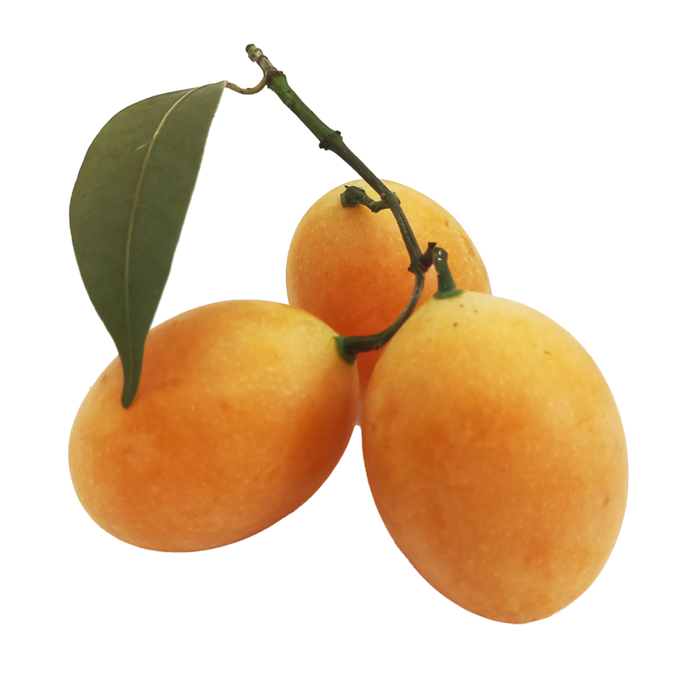 Maprang frutta Tailandia png file