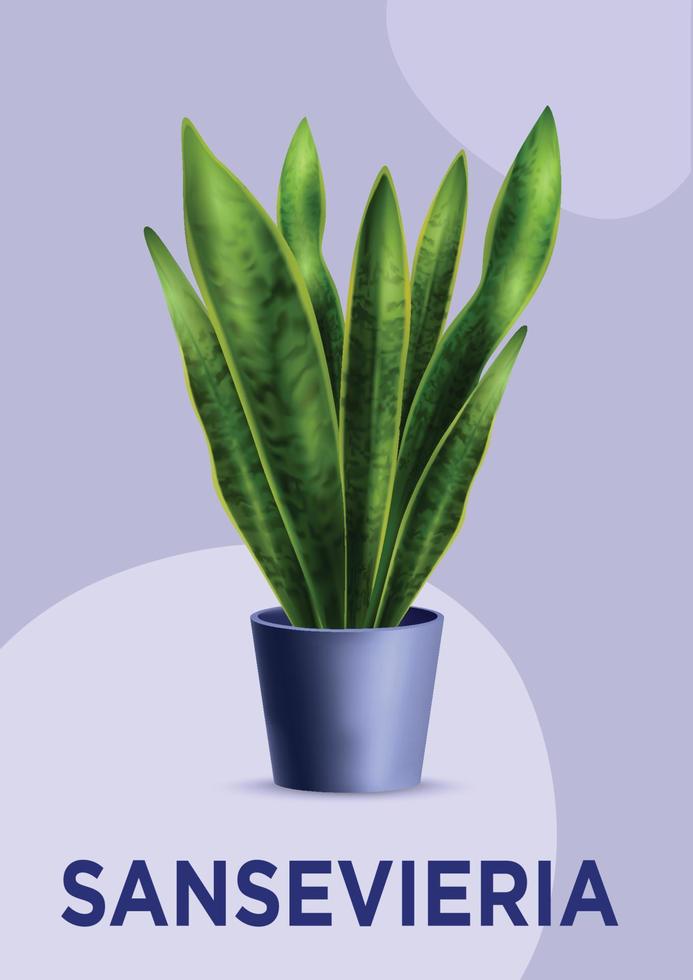 Sansevieria home plant vector