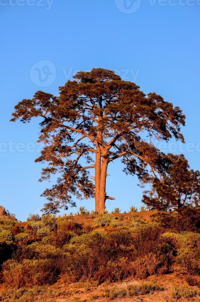 Lonely tree on the hill photo