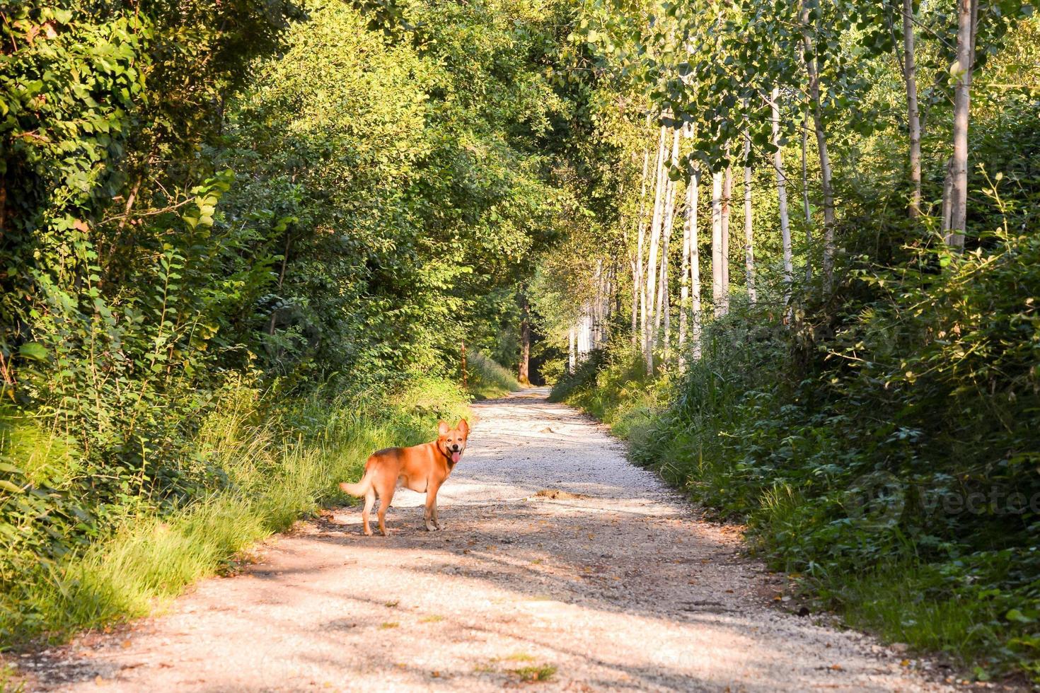 Scenic rural landscape photo