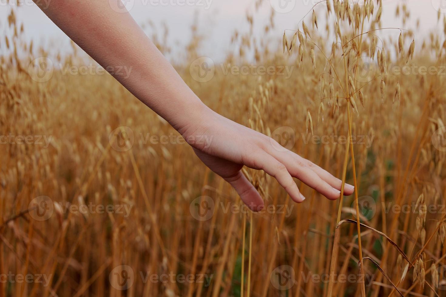 female hand wheat fields agriculture harvesting Fresh air photo