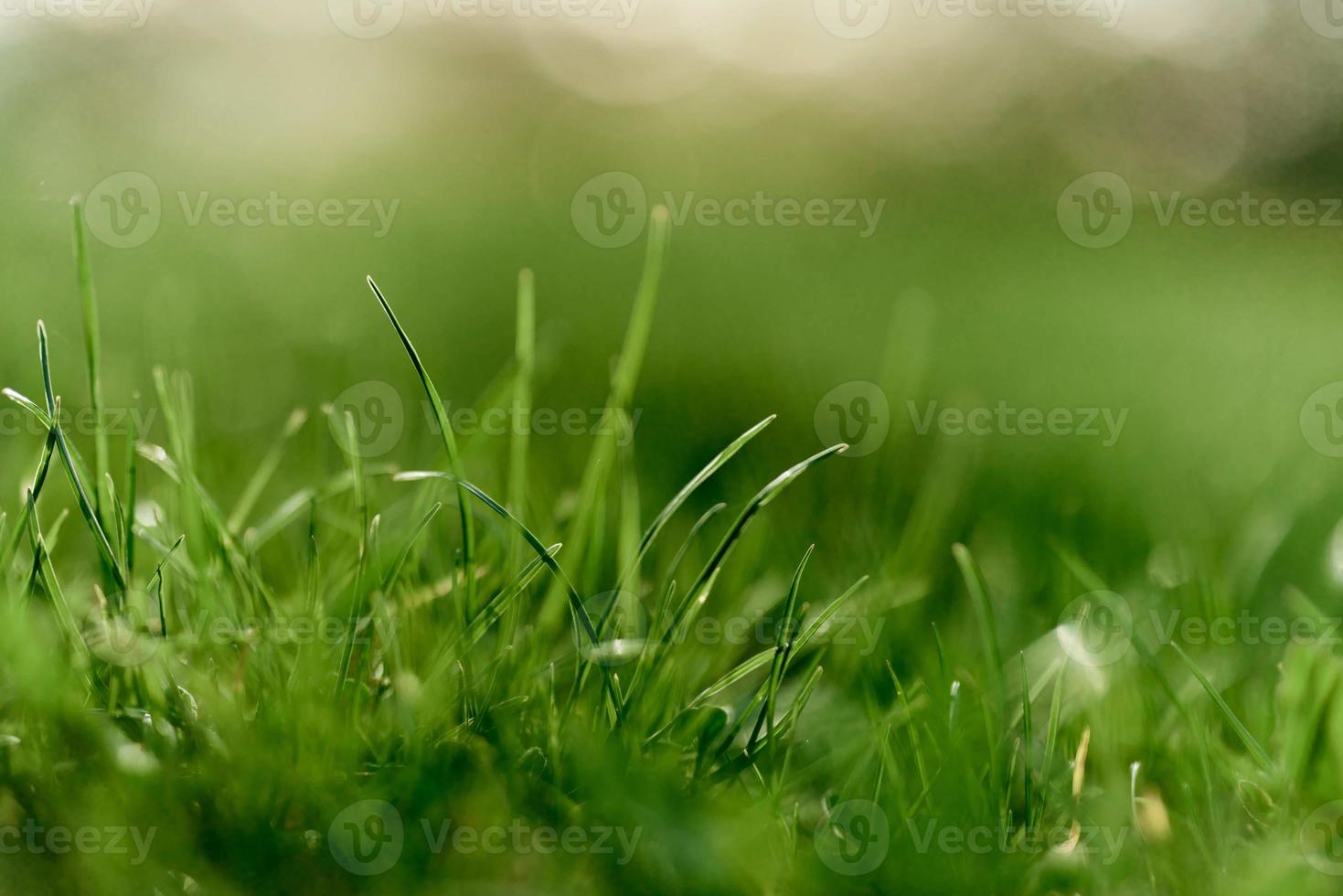 Green grass leaves in close-up, mock up and copy space photo