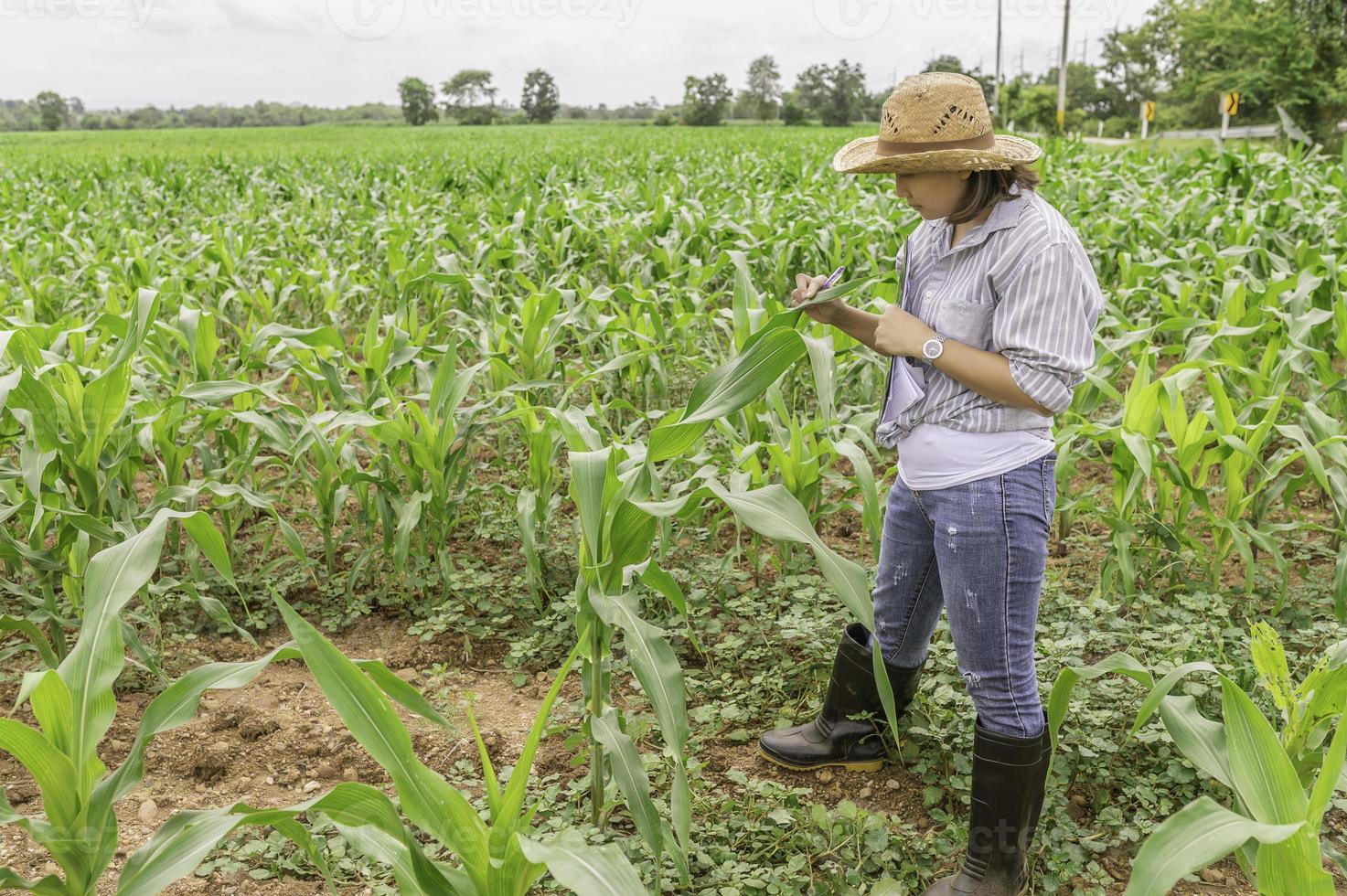 Female farmer working at corn farm,Collect data on the growth of corn plants photo