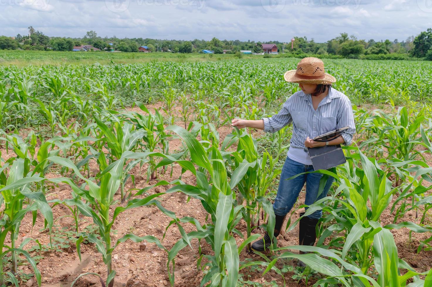 Female farmer working at corn farm,Collect data on the growth of corn plants photo