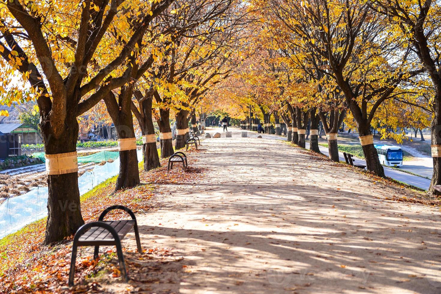 hermosa romántico callejón en un parque con vistoso árboles, otoño temporada foto