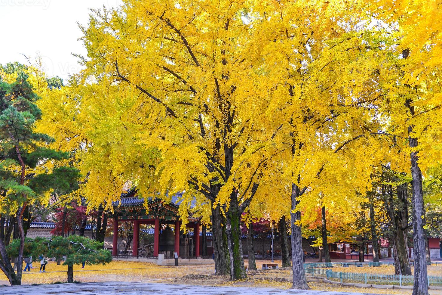 Bright colorful maple leaves on the branch in the autumn season. photo