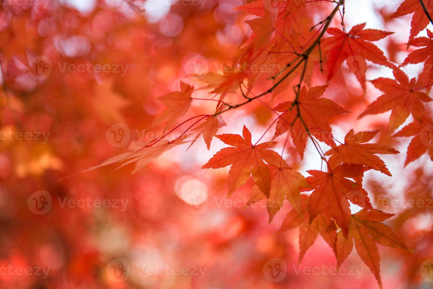 Bright colorful maple leaves on the branch in the autumn season. photo