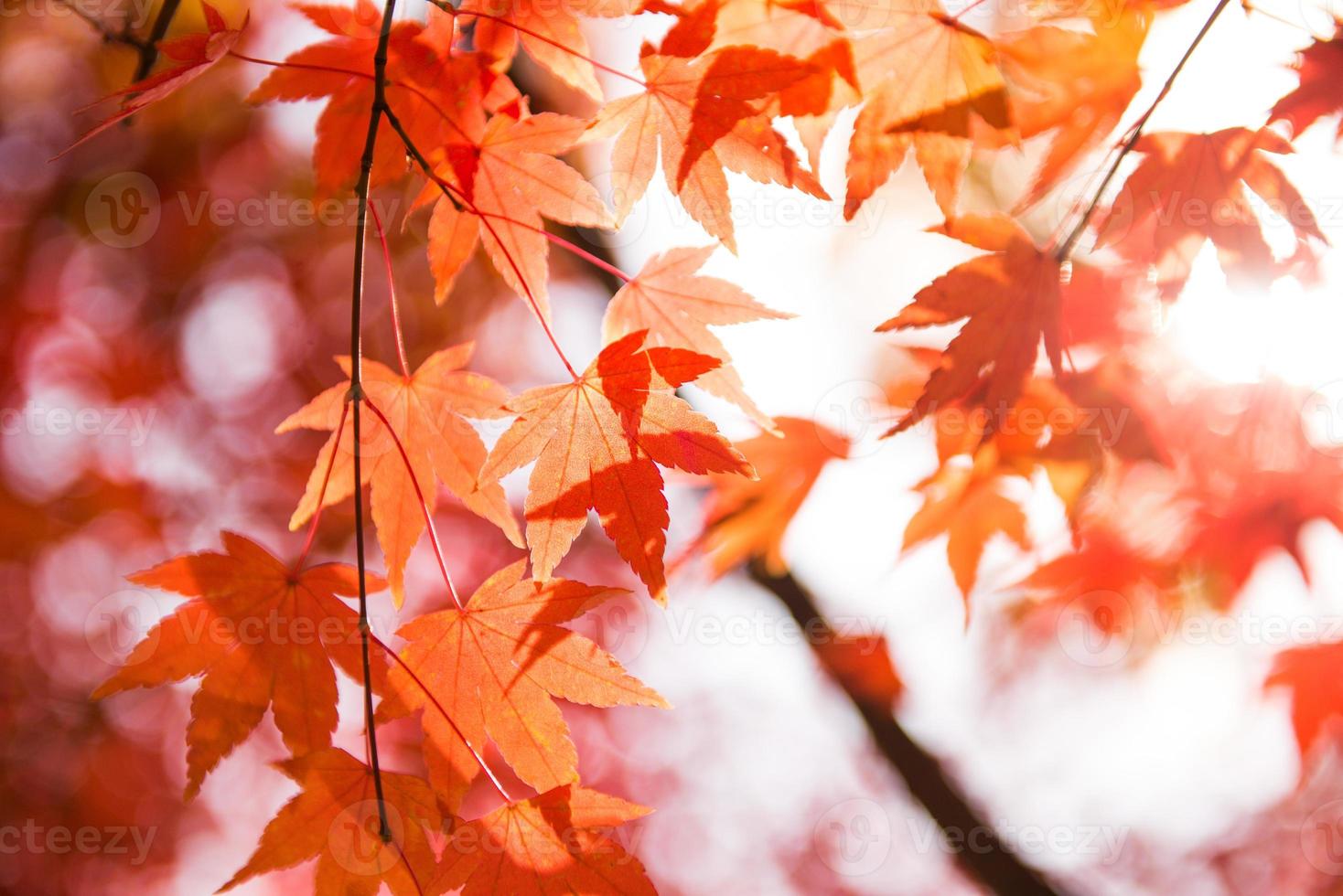 Bright colorful maple leaves on the branch in the autumn season. photo