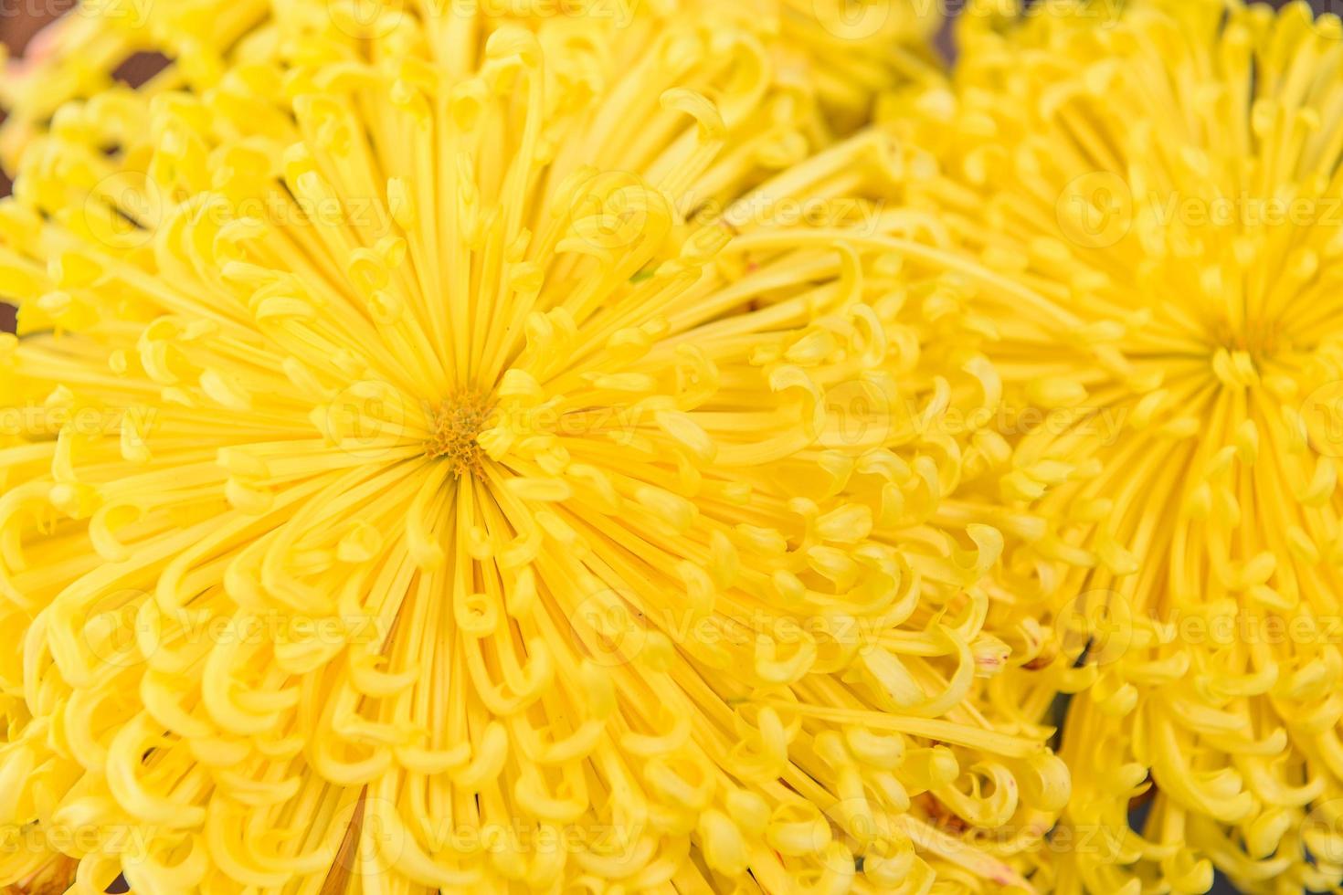 Close up of yellow petal photo