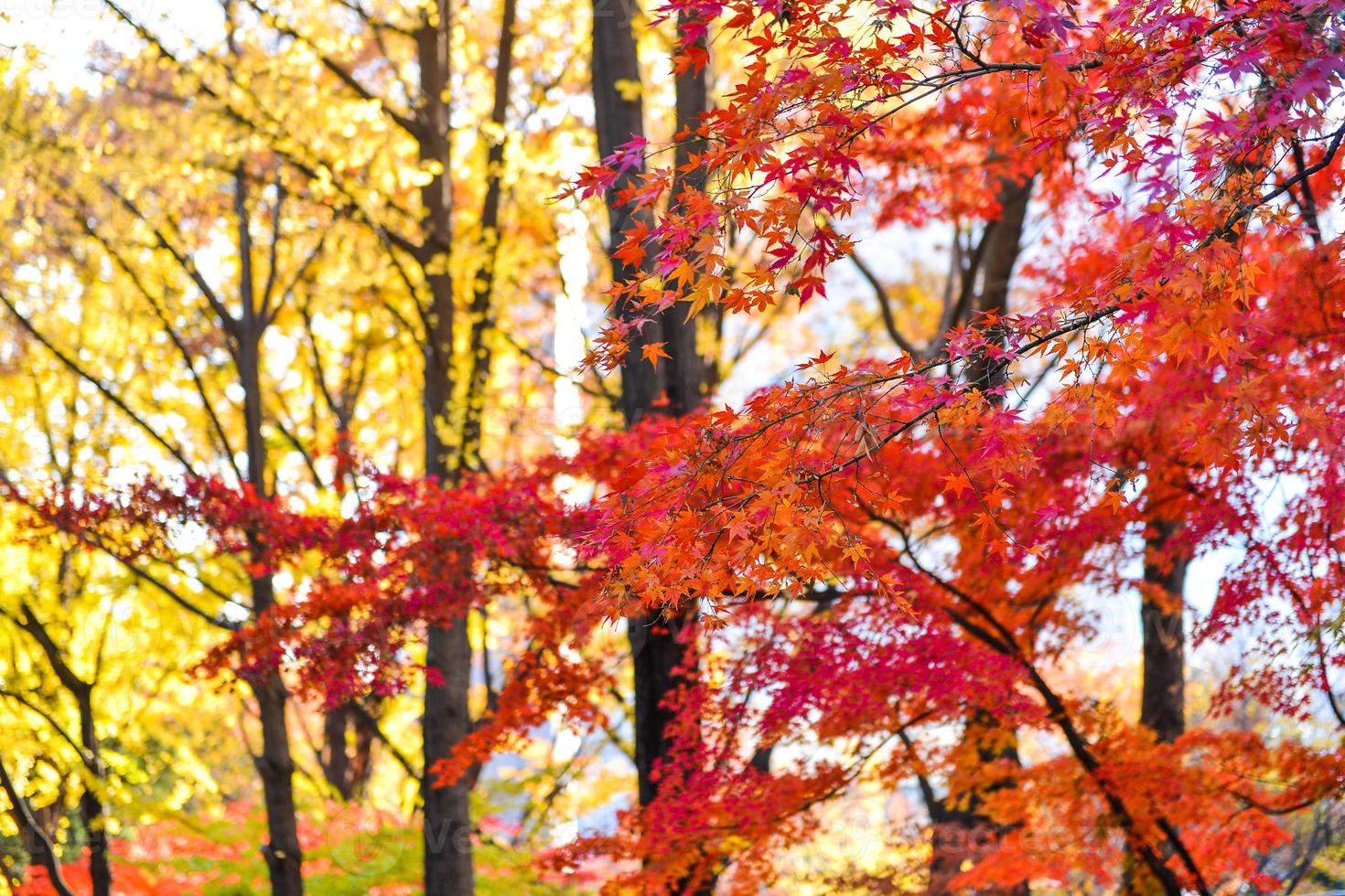 Bright colorful maple leaves on the branch in the autumn season. photo
