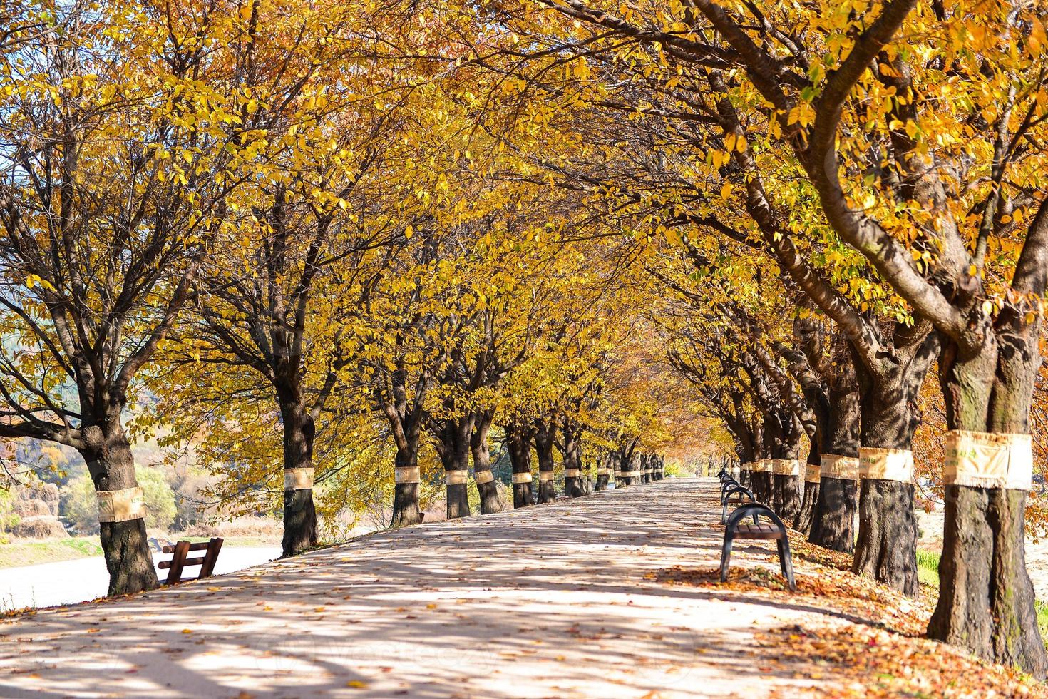 hermosa romántico callejón en un parque con vistoso árboles, otoño temporada foto