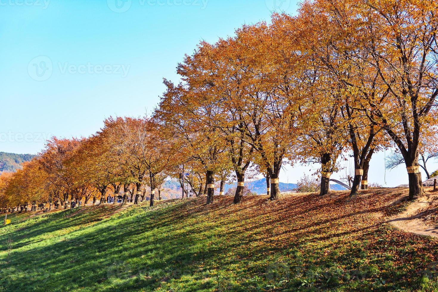 Beautiful romantic alley in a park with colorful trees, autumn season photo