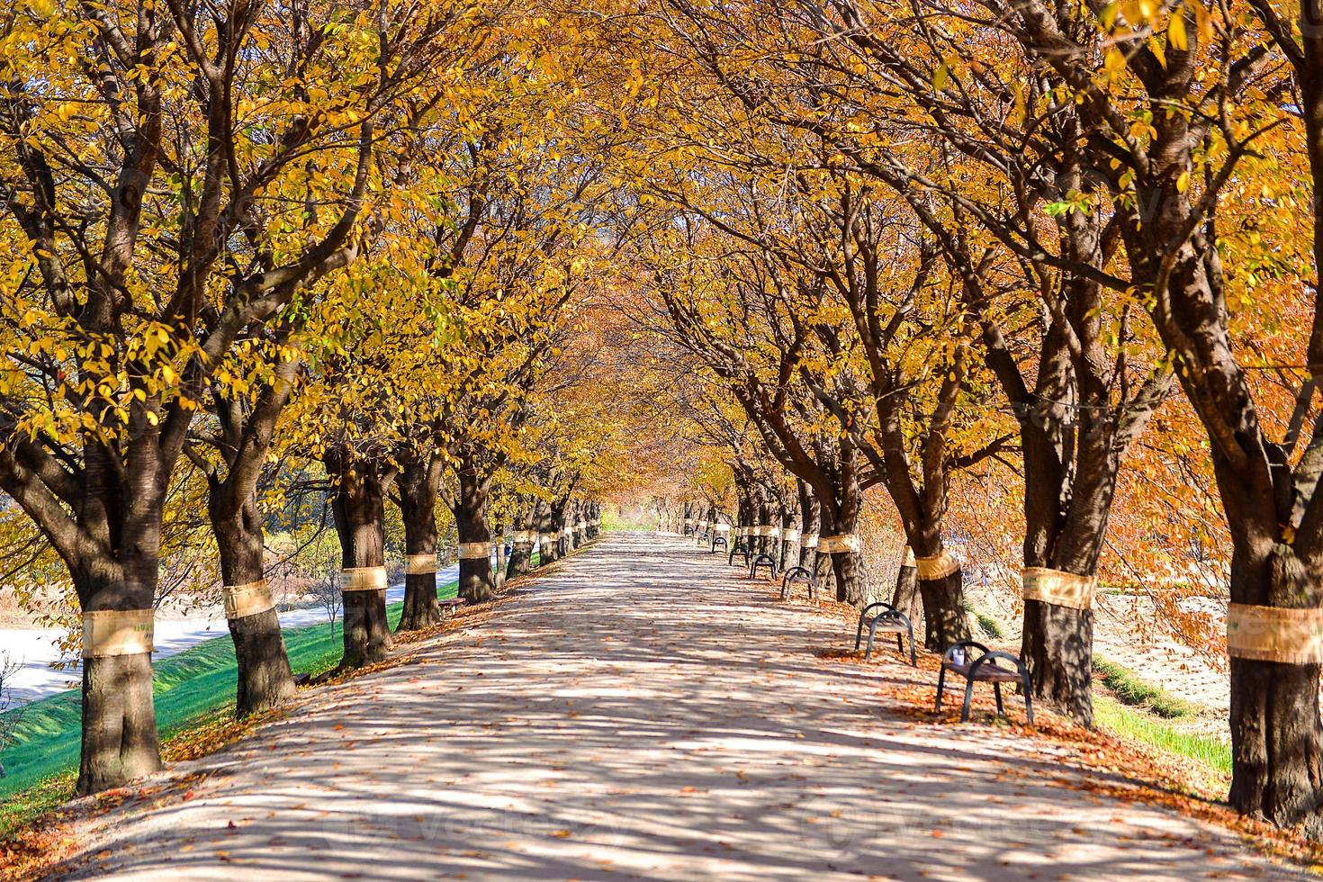 hermosa romántico callejón en un parque con vistoso árboles, otoño temporada foto