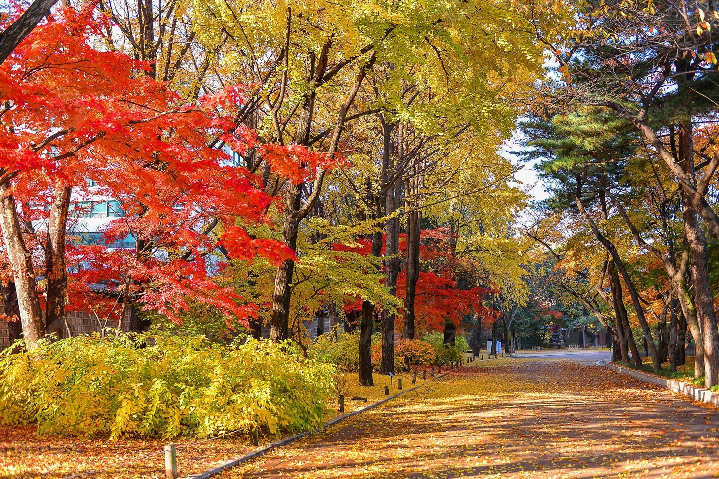 Bright colorful maple leaves on the branch in the autumn season. photo