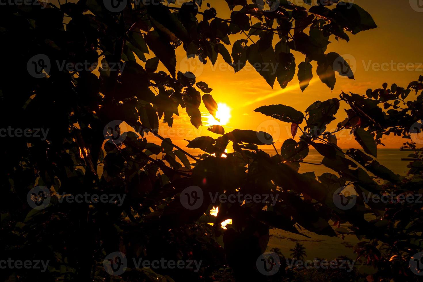 árbol silueta en contra el puesta de sol. luz de sol mediante silueta de hojas foto