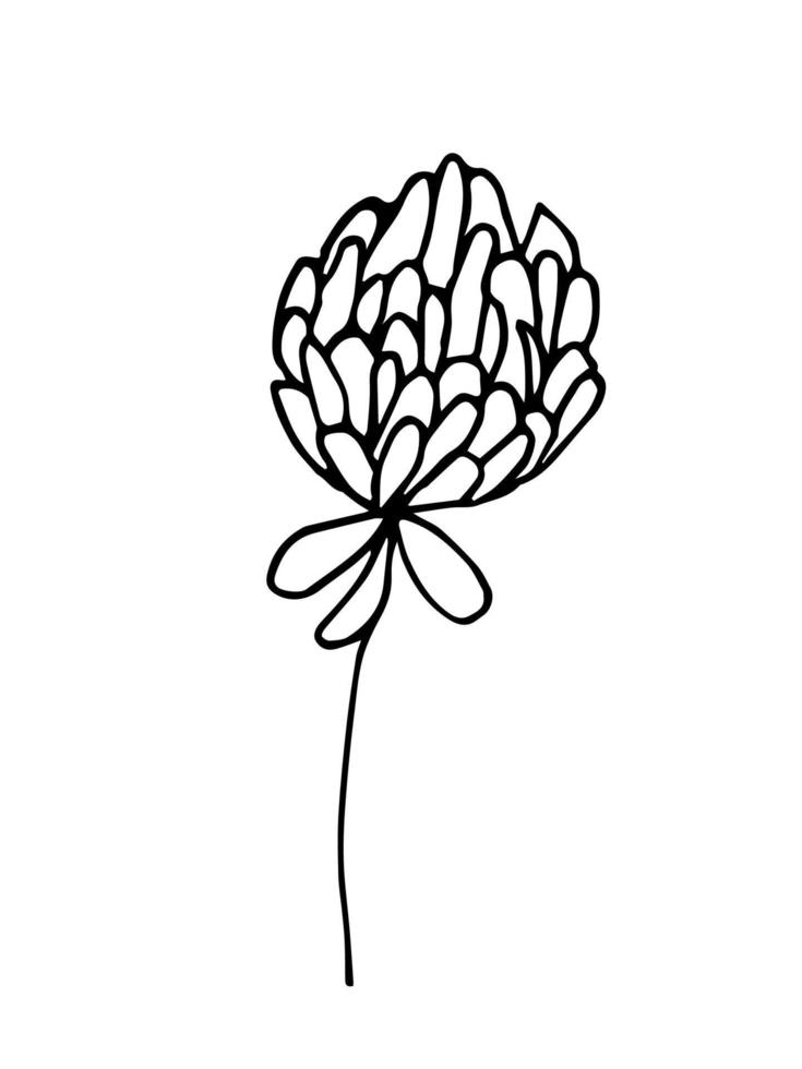 Simple hand drawn black outline vector illustration. Field clover flower, nature. Sketch in ink.