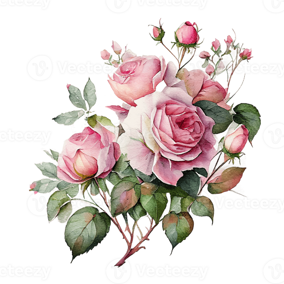 Watercolor floral bouquet composition with roses, png transparent background, .