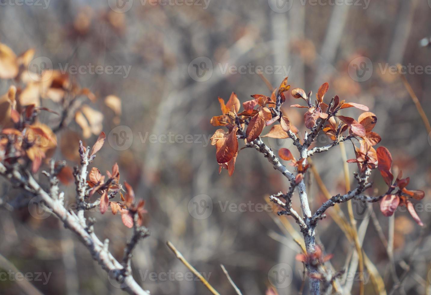 Branch and foliage in autumn concept photo. Front view photography with blurred background. photo