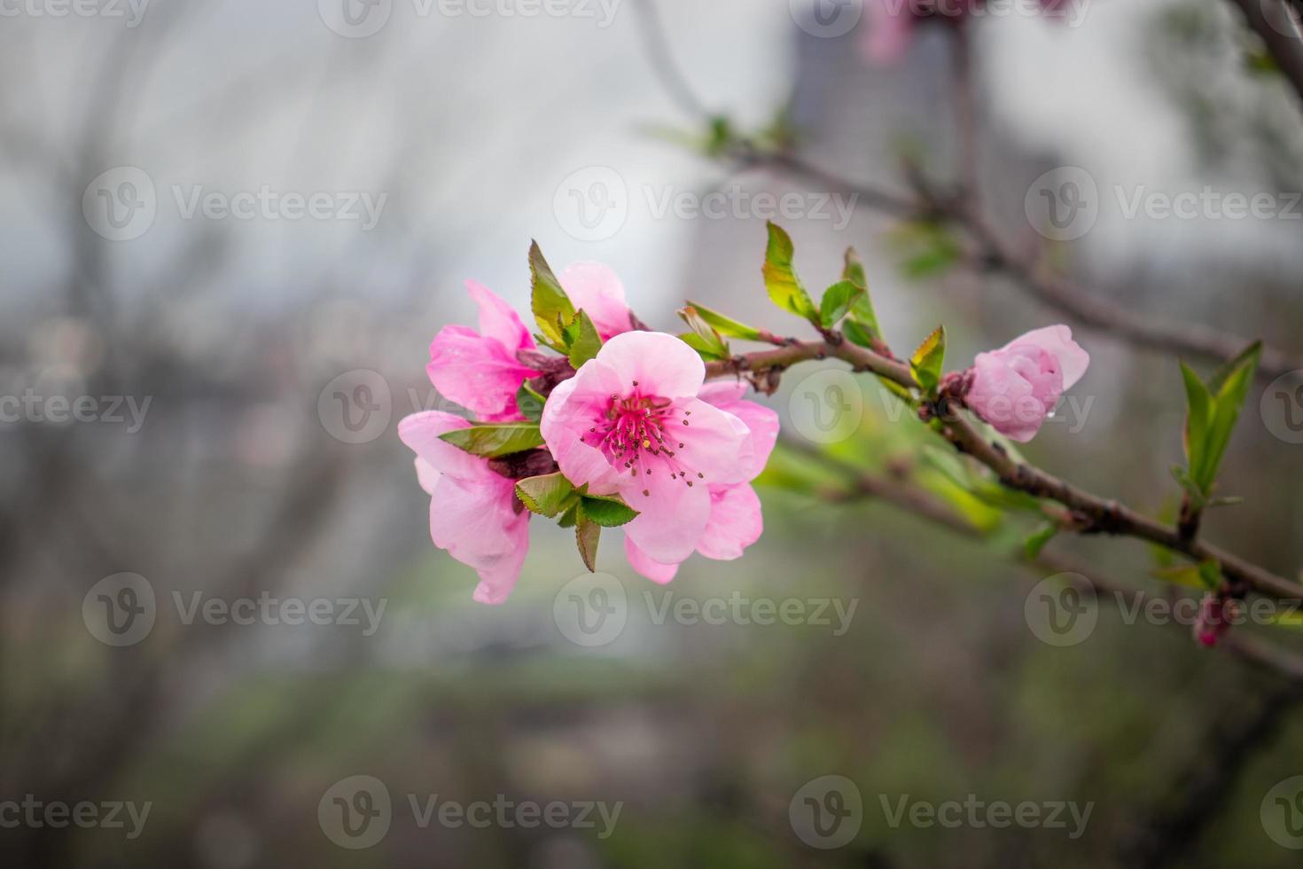 Close up apricot pink buds flower on tree concept photo. Photography with blurred background. photo