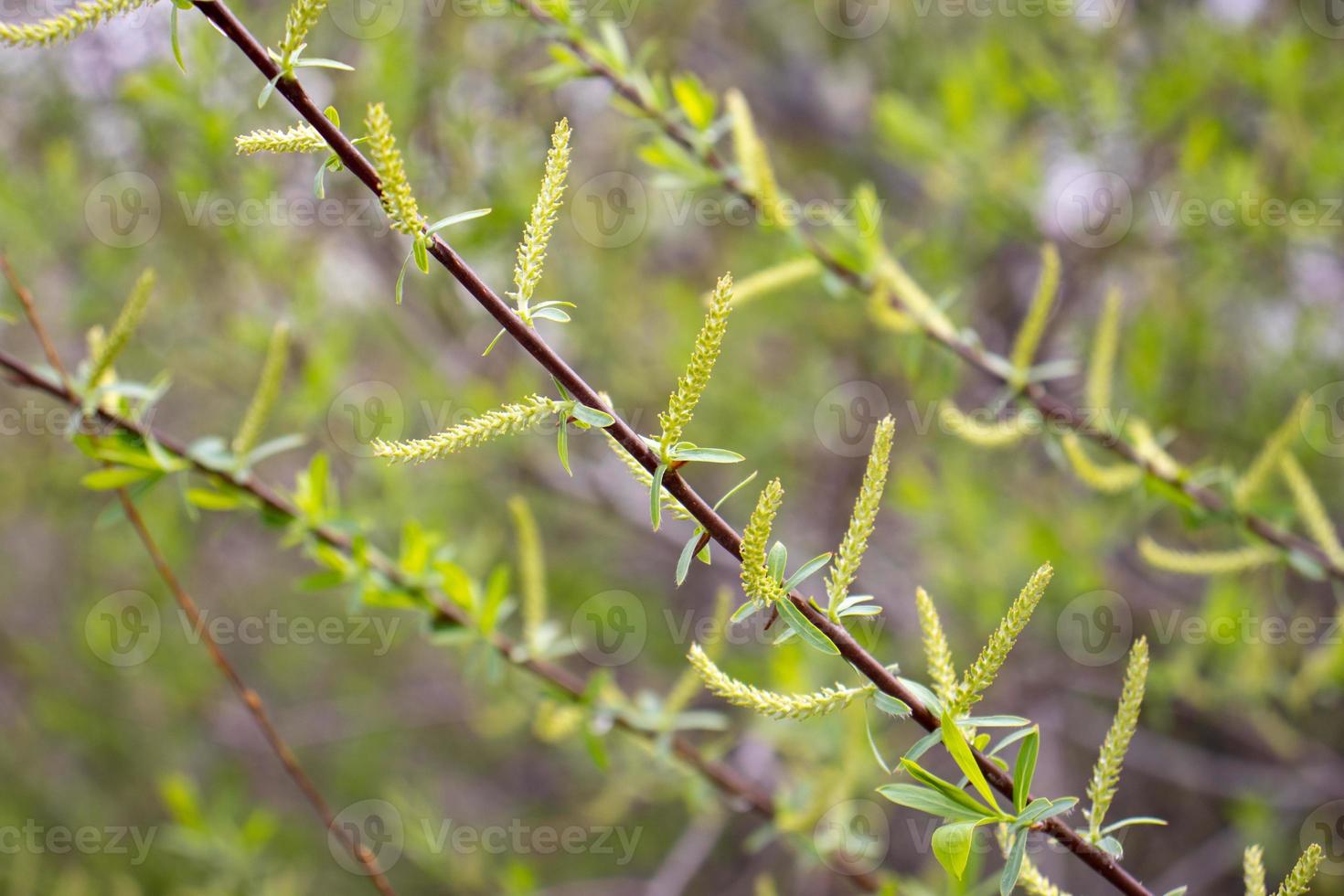 Close up green willow leaves concept photo. Young branches, stems in springtime. Front view photography photo