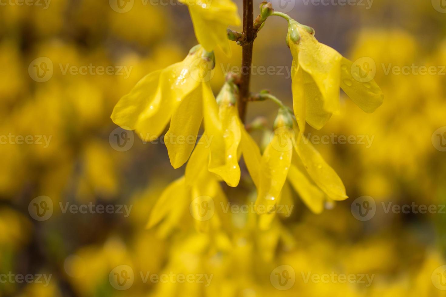 Close up branch of yellow flowers of Forsythia plant concept photo. Easter tree. Blurred background. photo