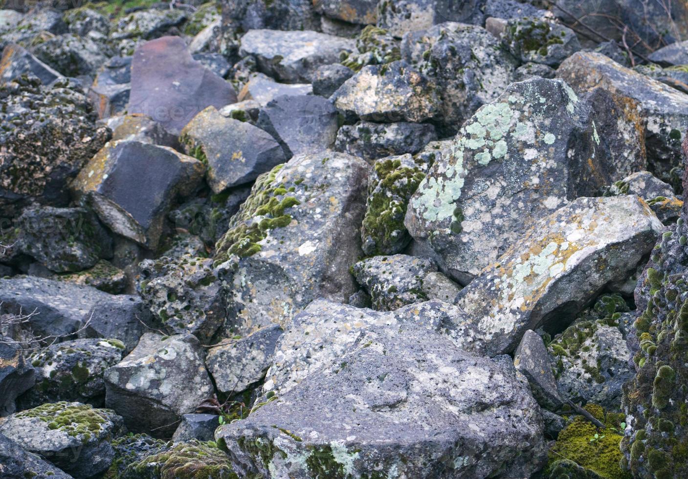 Close up moss grown up cover the rough stones and on the floor in the forest. Show with macro view. Rocks full of the moss photo