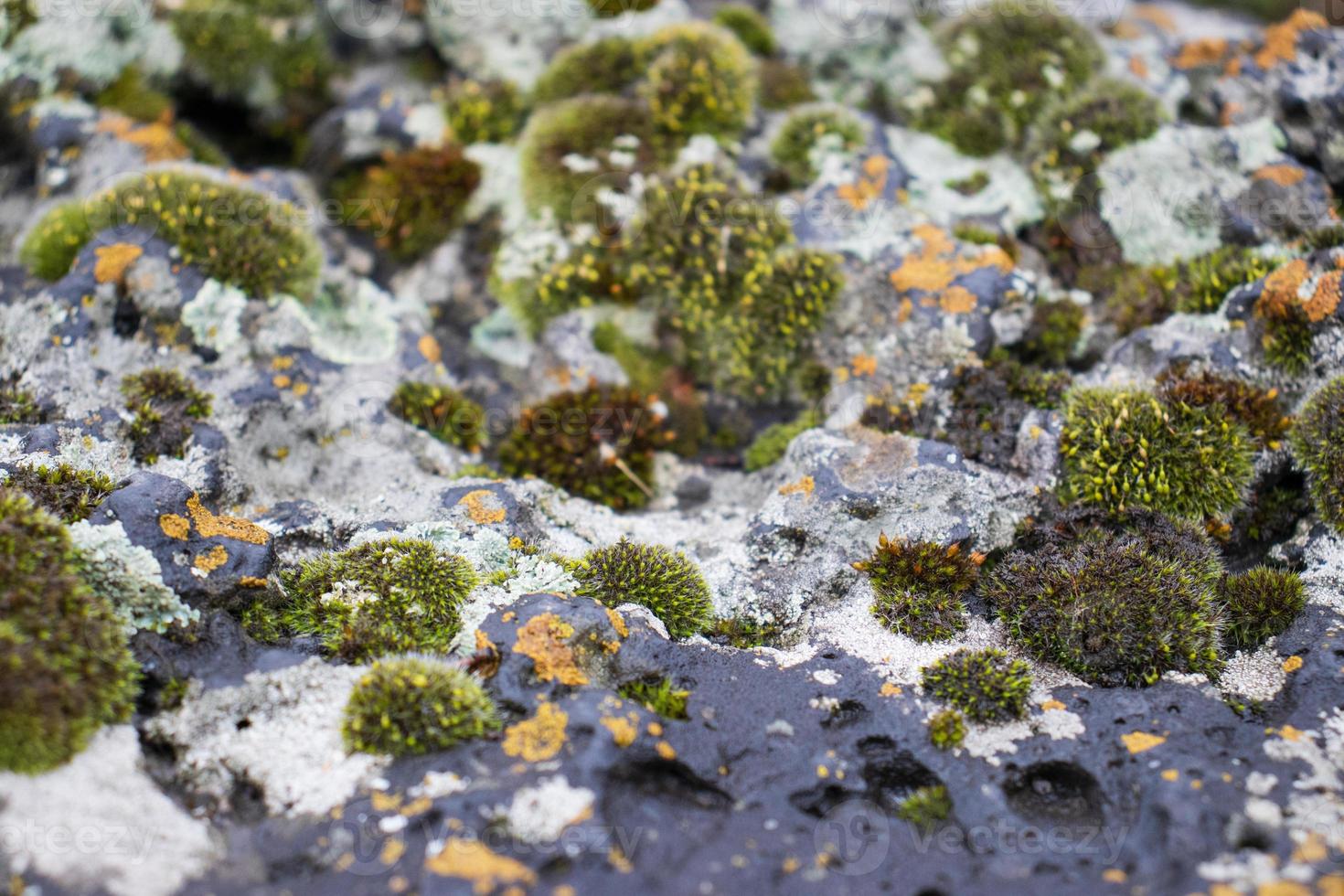 Close up moss grown up cover the rough stones and on the floor in the forest. Show with macro view. Rocks full of the moss photo