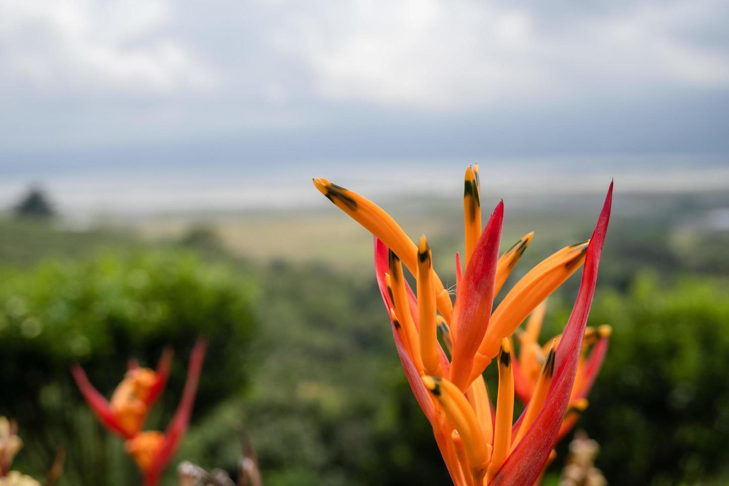 Close up photo of decorative plant on the green garden with cloudy sky and hill. The photo is suitable to use for traditional food background, poster and food content media.