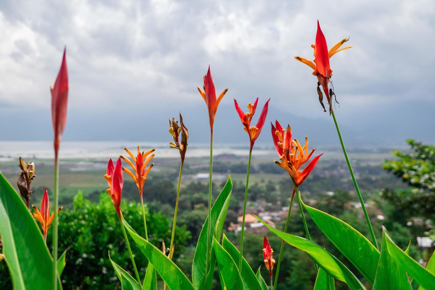 cerca arriba foto de decorativo planta en el verde jardín con nublado cielo y colina. el foto es adecuado a utilizar para tradicional comida fondo, póster y comida contenido medios de comunicación.