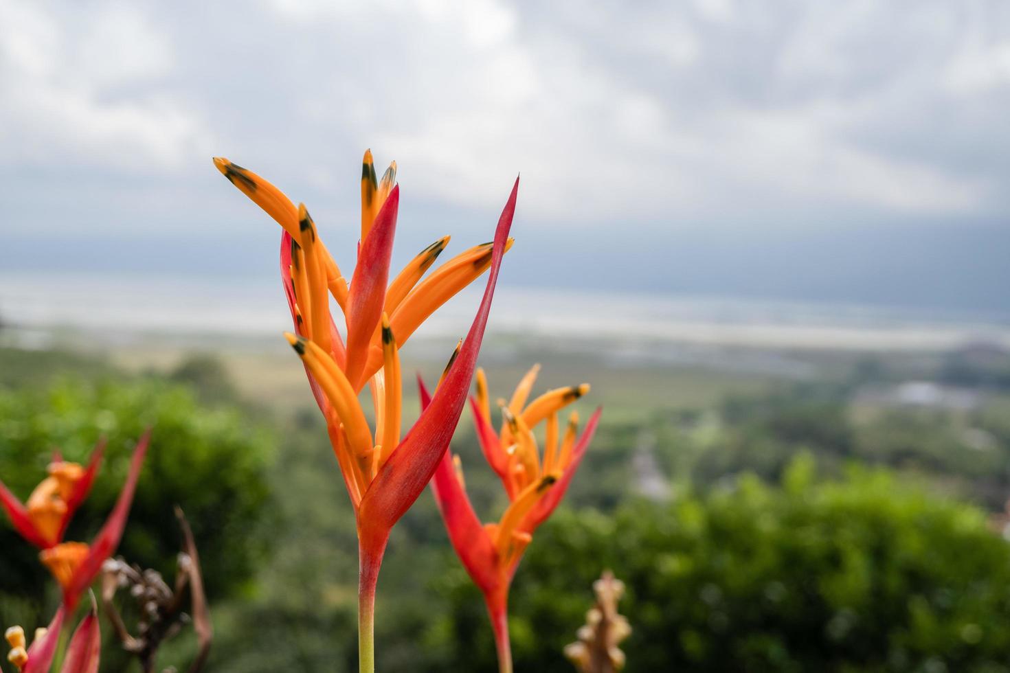 Close up photo of decorative plant on the green garden with cloudy sky and hill. The photo is suitable to use for traditional food background, poster and food content media.