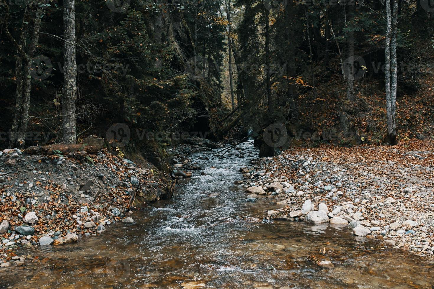 Mountain river body of water autumn fallen leaves tall trees forest photo