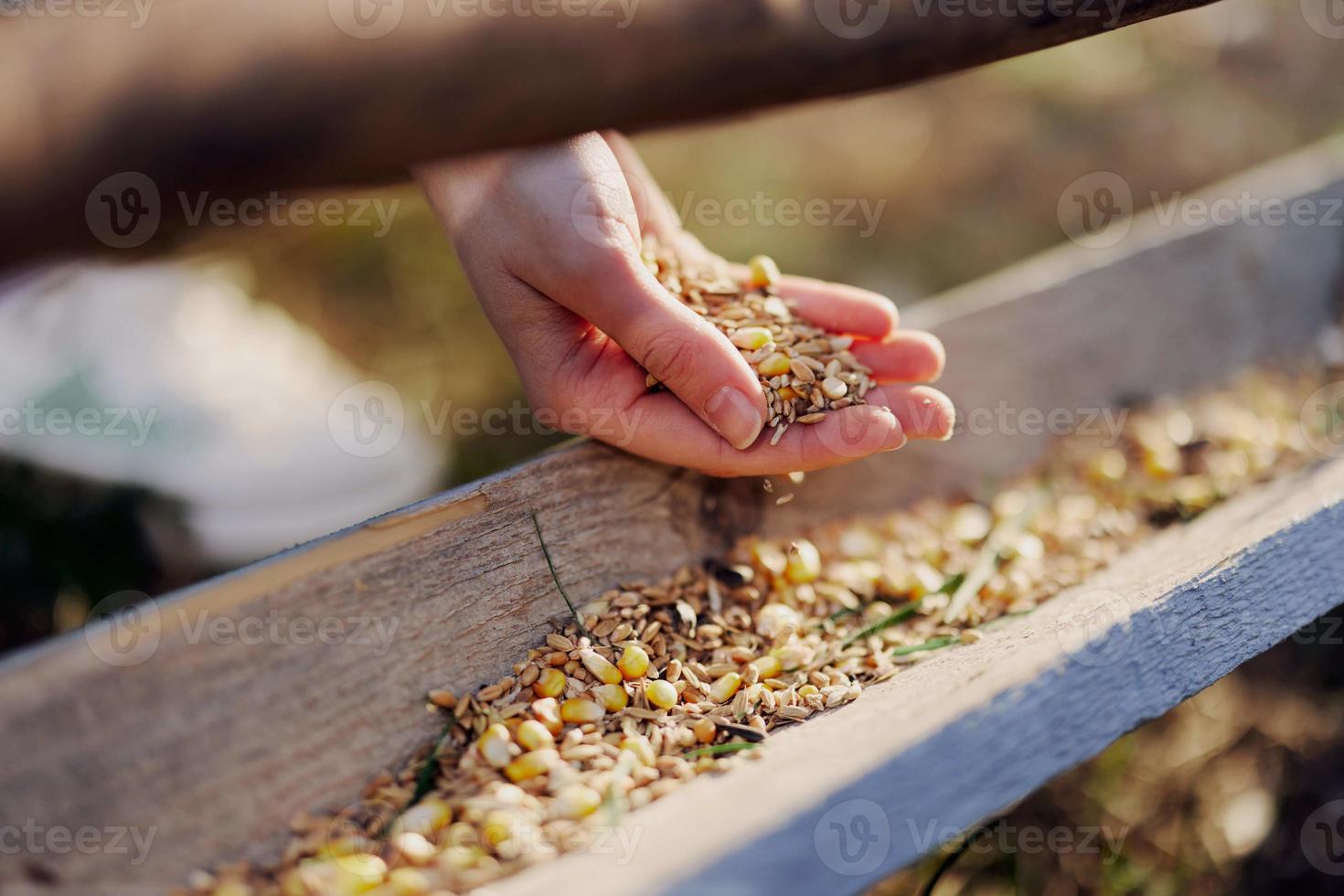 A woman works on a farm and feeds her chickens with healthy food, putting young, organic grass and compound feed into their feeders by hand to feed them photo