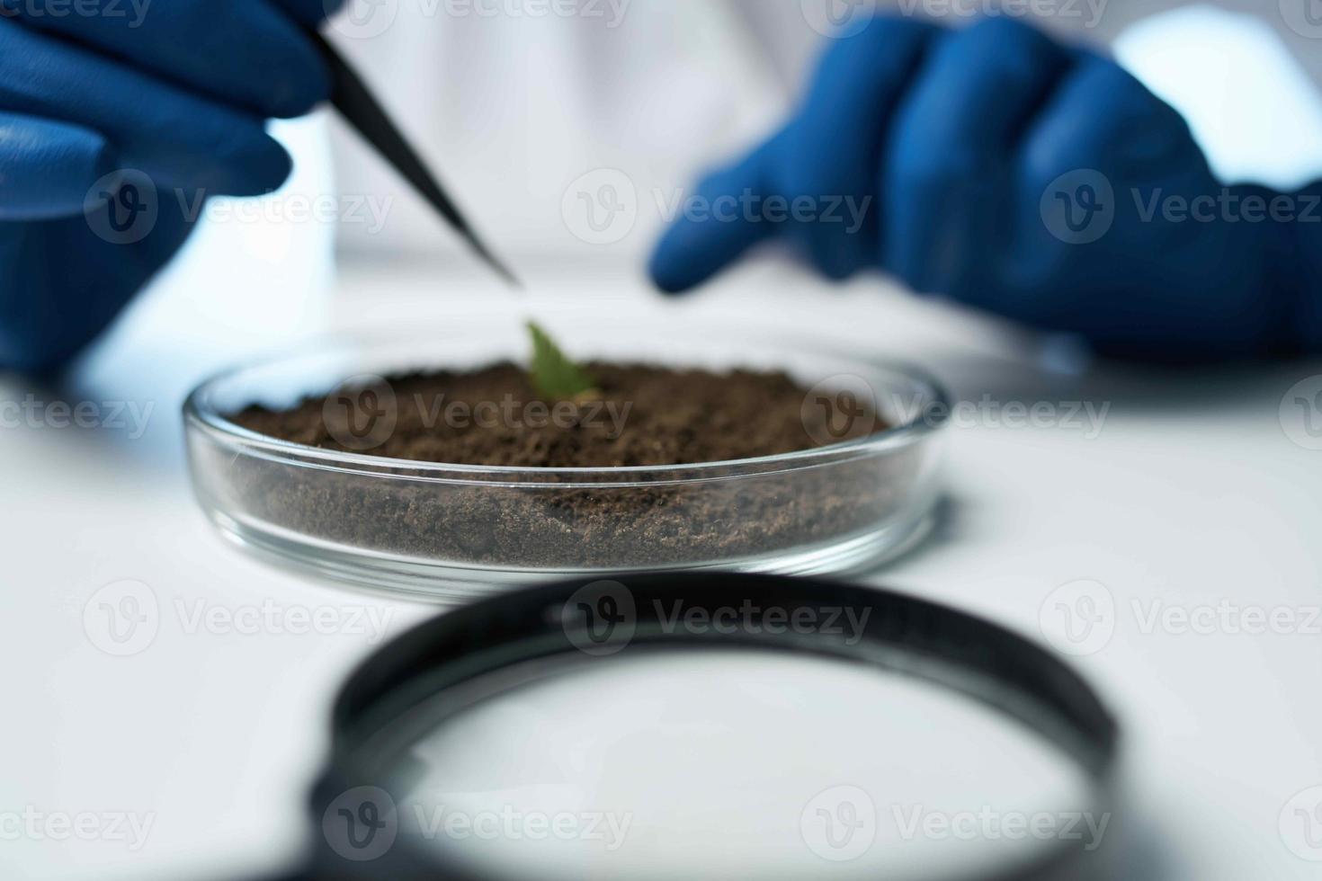 laboratory research plants microbiology science photo