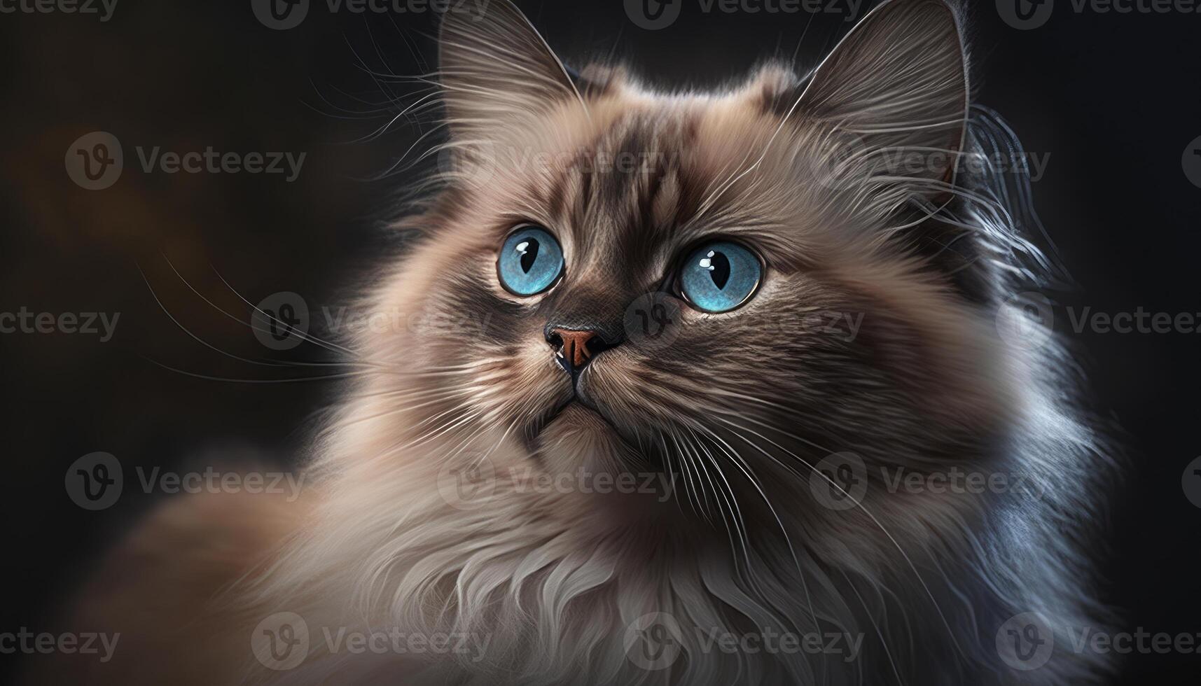 A cat most beautiful portrait on black background photo