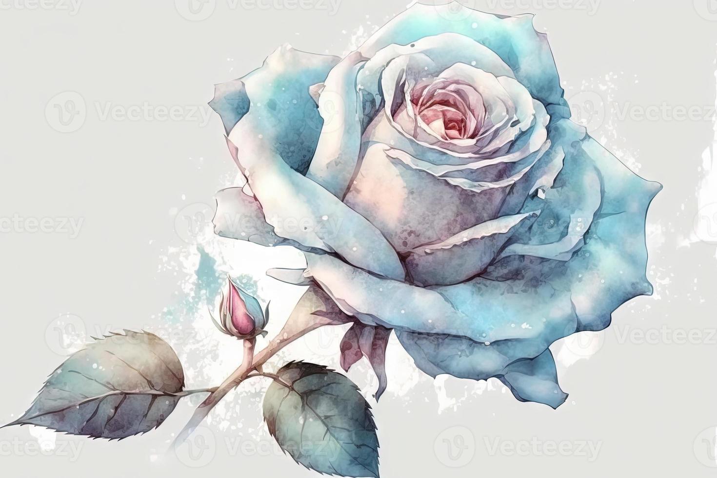 beautiful light blue Rose watercolor photo