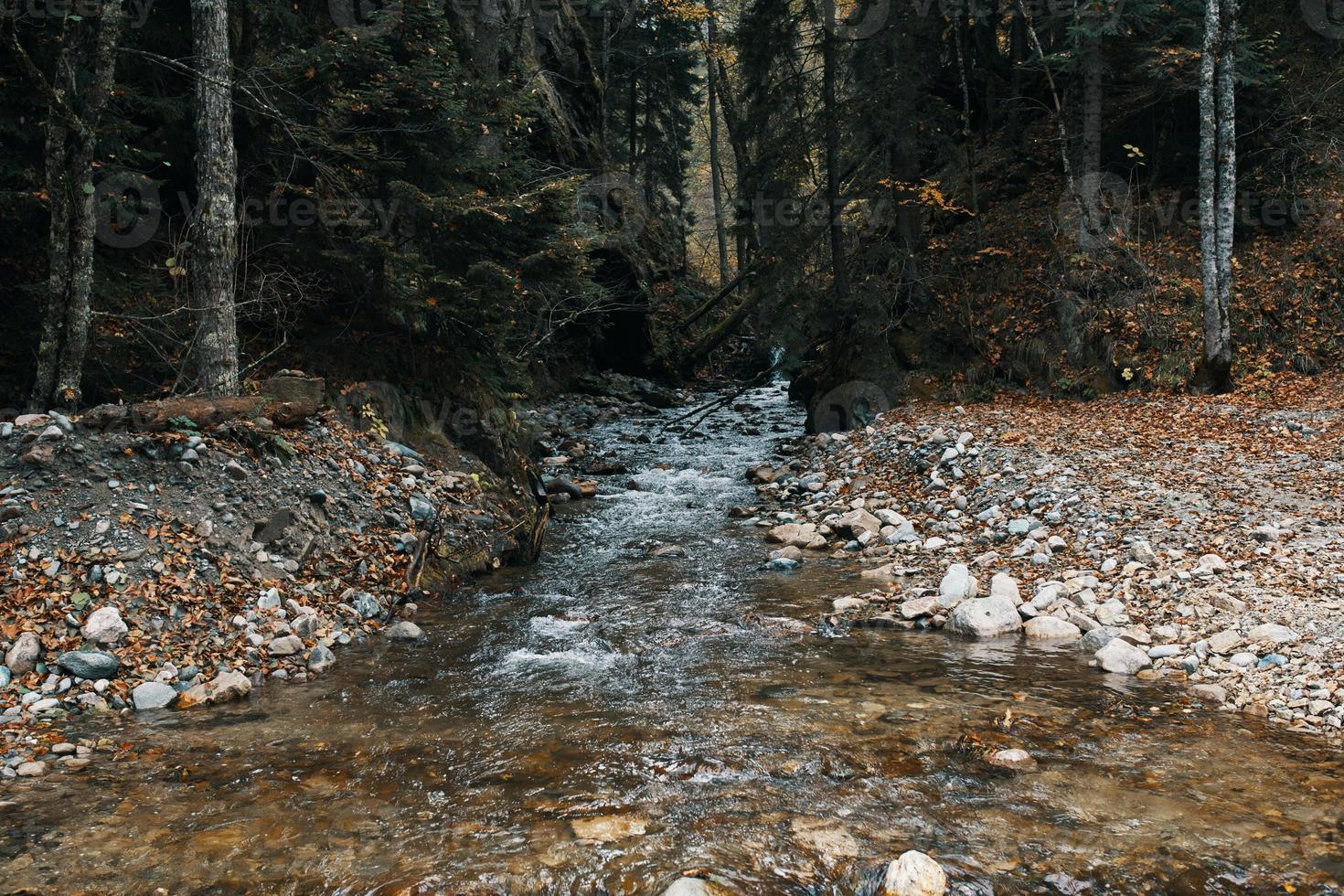 Mountain river body of water autumn tall trees dense forest and fallen leaves photo