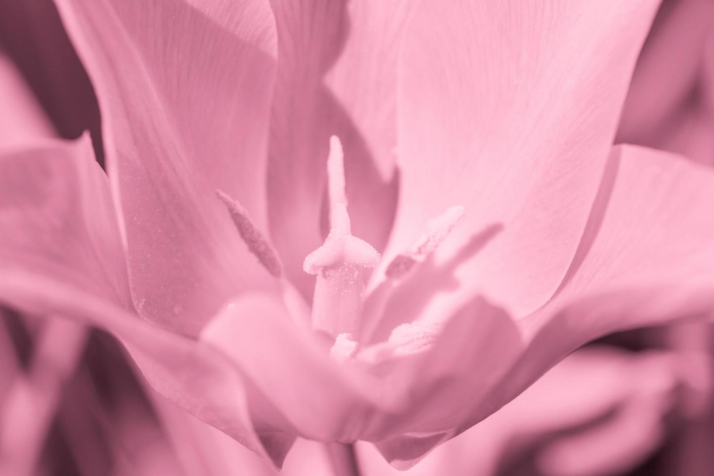 close up of tulip flower photo
