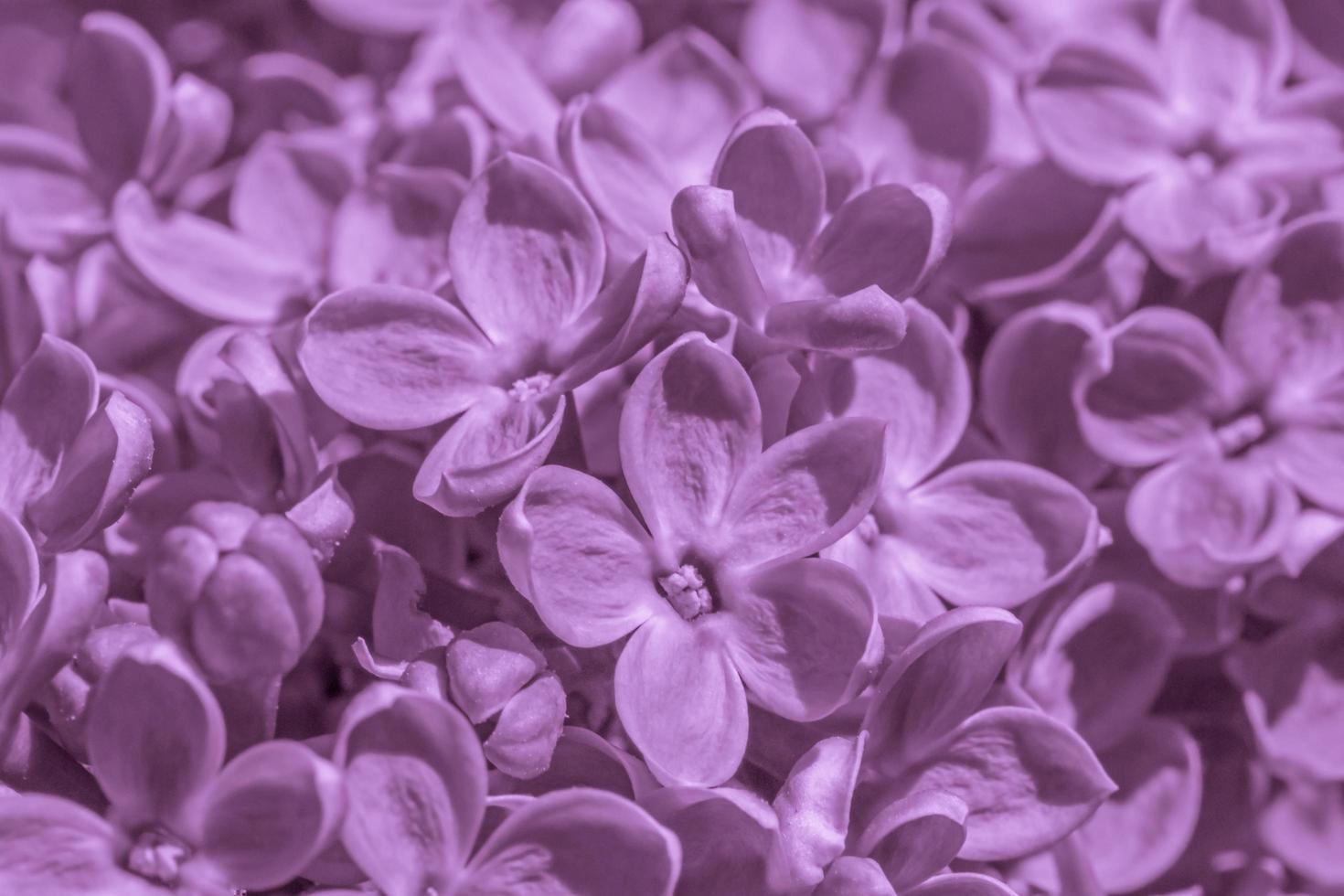 close up of lilac blossoming at spring photo