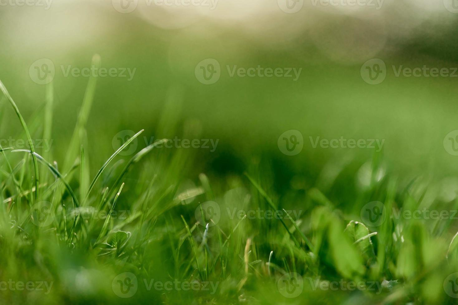 Green grass leaves in close-up, mock up and copy space photo